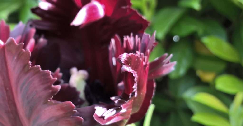 exibid_Sl_Gartenpflege_2
