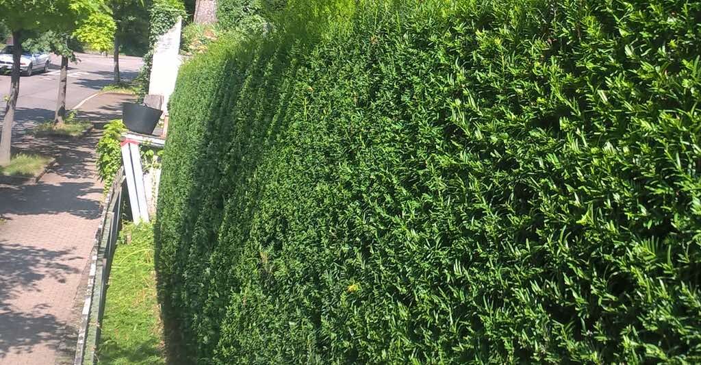 exibid_Sl_Gartenpflege_3