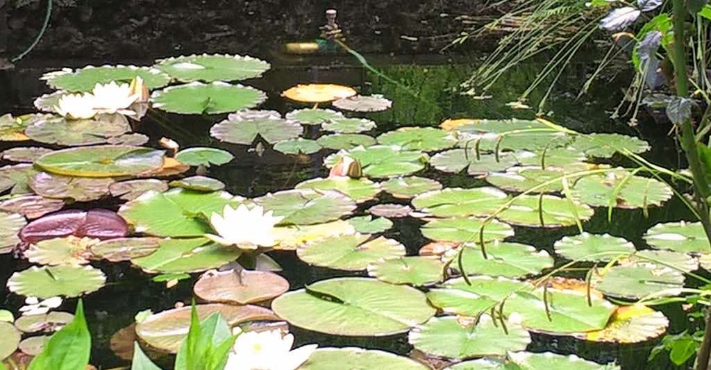 exibid_Sl_Gartenpflege_6